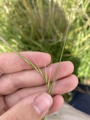 Festuca bromoides