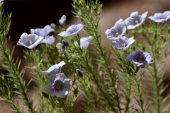 Nierembergia linariifolia