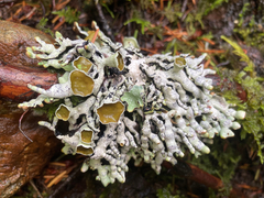 Hypogymnia imshaugii