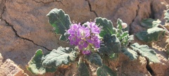 Phacelia crenulata ambigua