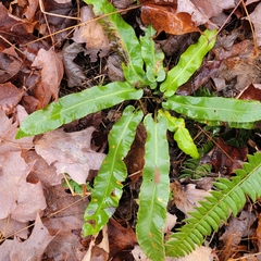 Asplenium scolopendrium americanum