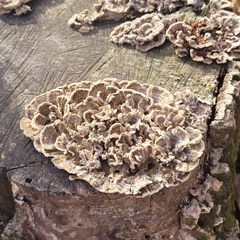 Trametes versicolor