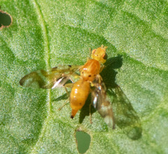 Strauzia longipennis