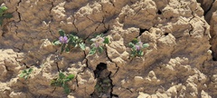 Phacelia crenulata ambigua