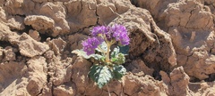 Phacelia crenulata ambigua