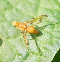 Strauzia longipennis