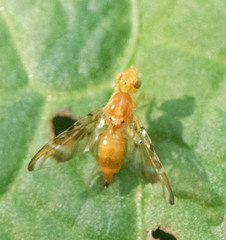 Strauzia longipennis