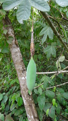 Passiflora tarapotina