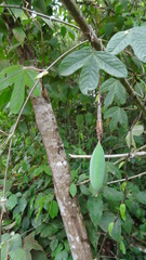 Passiflora tarapotina