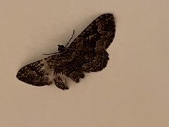 Rheumaptera meadii