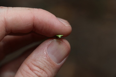 Xanthorrhoea macronema
