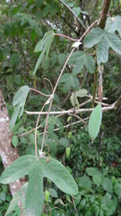 Passiflora tarapotina