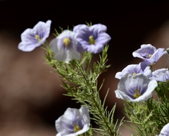 Nierembergia linariifolia