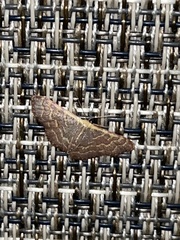 Leptostales pannaria