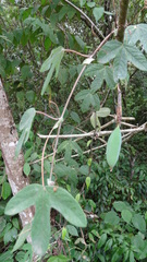 Passiflora tarapotina