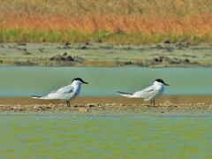 Gelochelidon nilotica