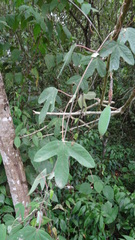 Passiflora tarapotina