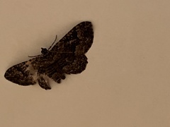 Rheumaptera meadii