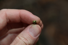 Xanthorrhoea macronema
