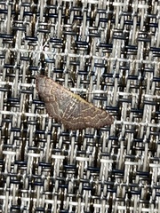 Leptostales pannaria