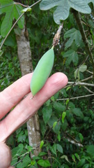 Passiflora tarapotina