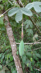 Passiflora tarapotina