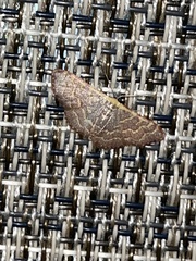 Leptostales pannaria