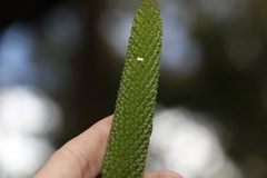 Xanthorrhoea macronema