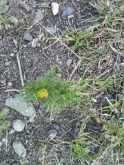 Matricaria discoidea