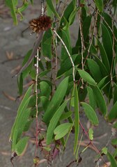 Melaleuca leucadendra