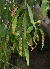 Melaleuca leucadendra