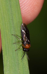 Eutomostethus ephippium