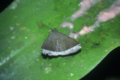 Coremagnatha orionalis