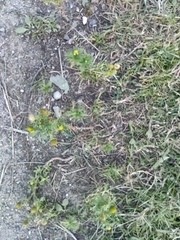 Matricaria discoidea