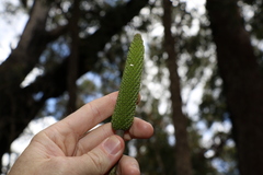 Xanthorrhoea macronema