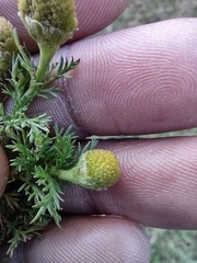 Matricaria discoidea