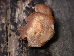 Deconica horizontalis