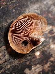 Deconica horizontalis