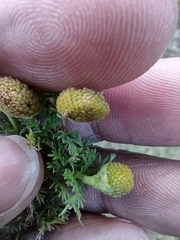 Matricaria discoidea