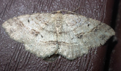 Melanolophia signataria