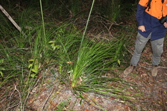 Xanthorrhoea macronema