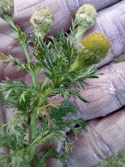 Matricaria discoidea