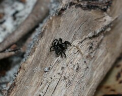 Saitis virgatus