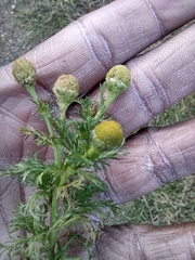 Matricaria discoidea