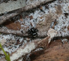 Saitis virgatus