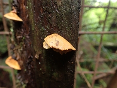 Pseudomerulius