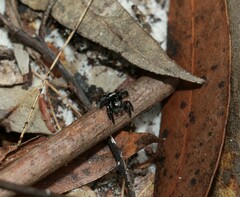 Saitis virgatus