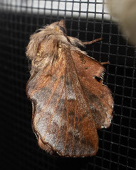 Phyllodesma americana