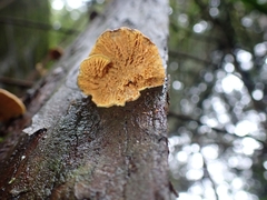 Pseudomerulius