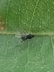 Aphis fabae
